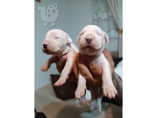 Dogo Argentino, κουτάβια